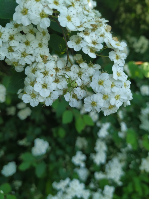 Ebrechtella tricuspidata - alakoskodó karolópók