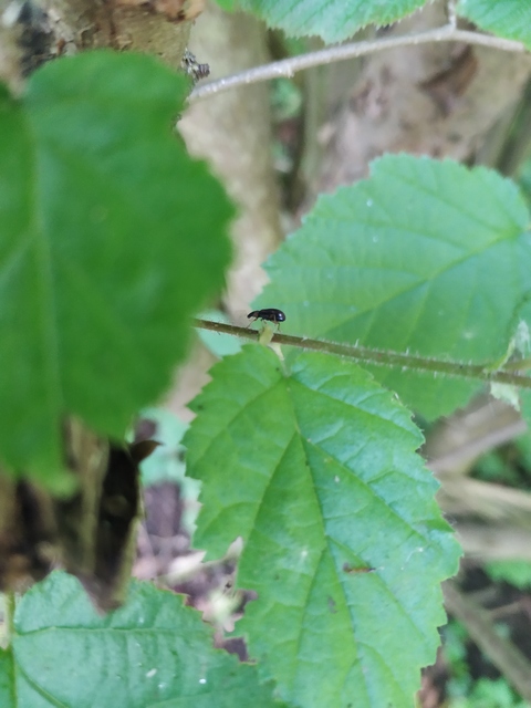 Phyllobius oblongus - közönséges levélormányos