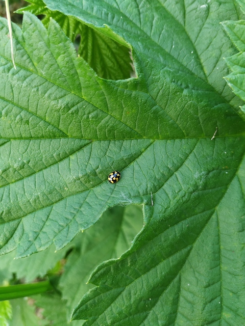 Propylea quatuordecimpunctata - tizennégypettyes füsskata