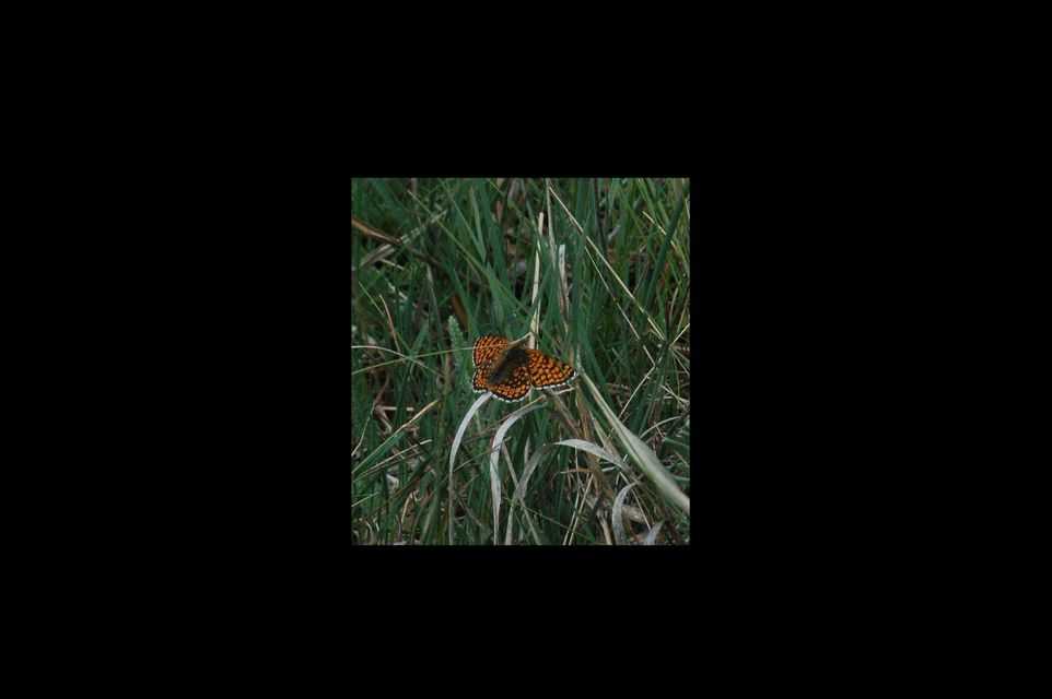 Melitaea cinxia - réti tarkalepke
