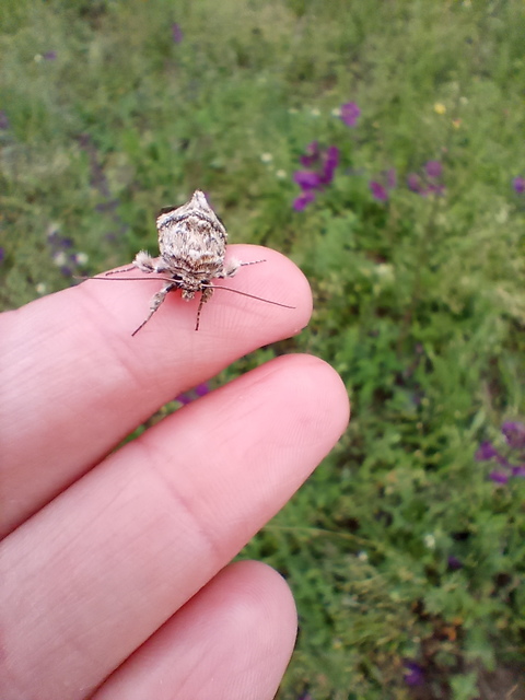 Calophasia lunula - gyújtoványfű-apróbagoly