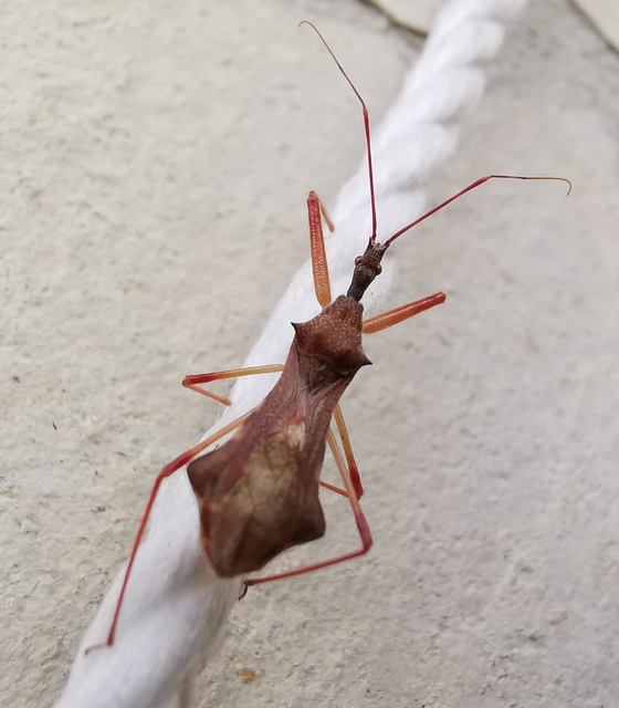 Nagusta goedelii - tüskés rablópoloska