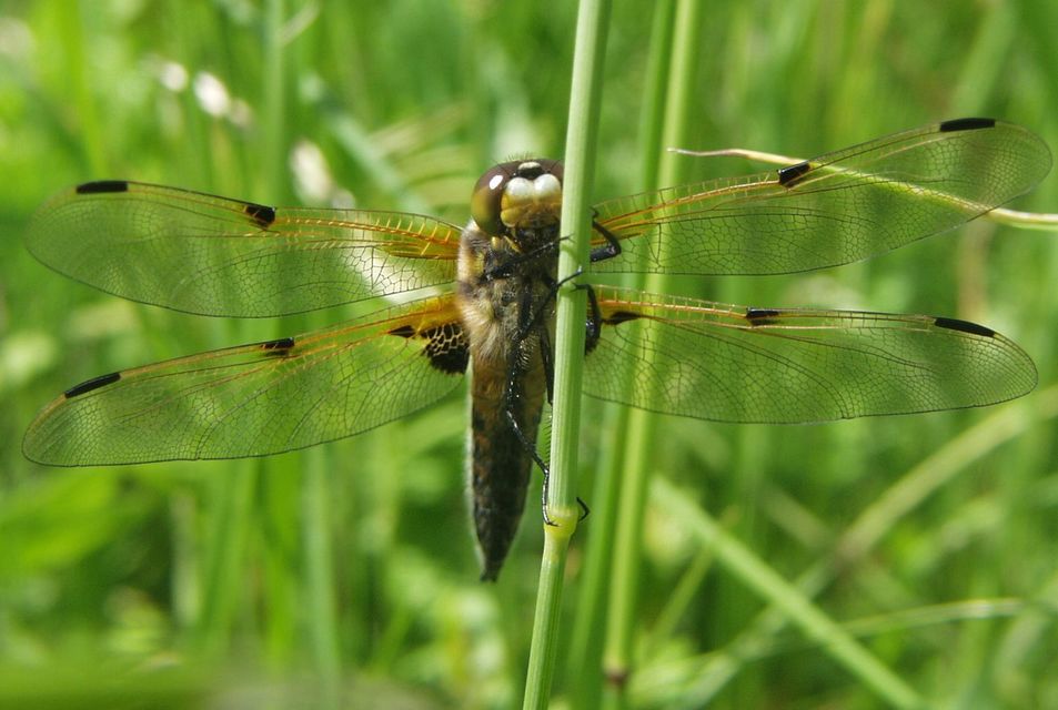 Libellula quadrimaculata - négyfoltos laposacsa