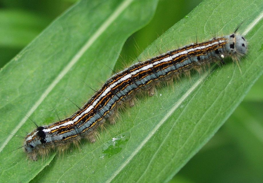 Malacosoma neustria - gyűrűsszövő