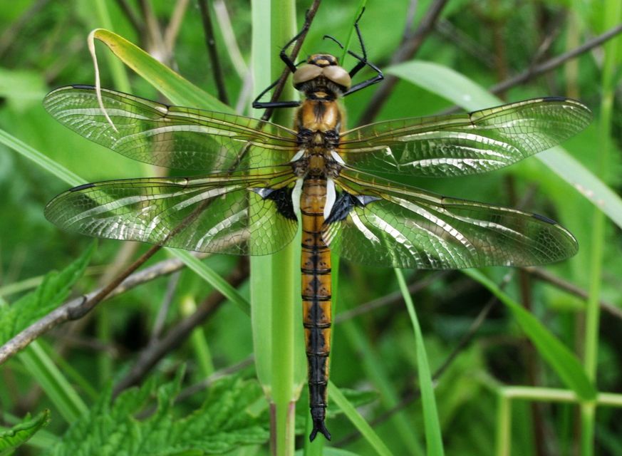 Epitheca bimaculata - kétfoltos sárkányszitakötő