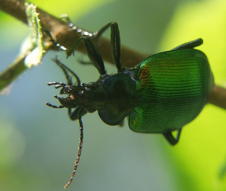 Calosoma sycophanta - aranyos bábrabló