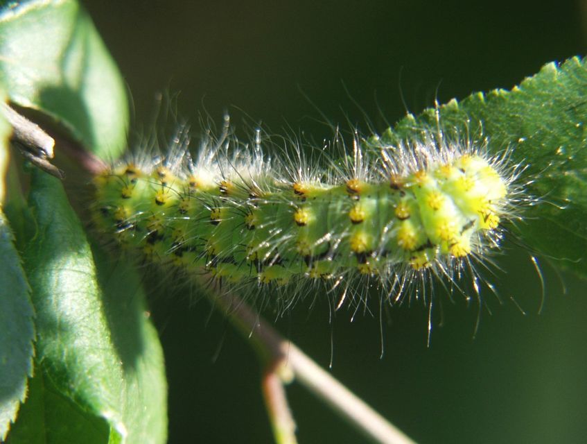 Saturnia pavoniella/pavonia
