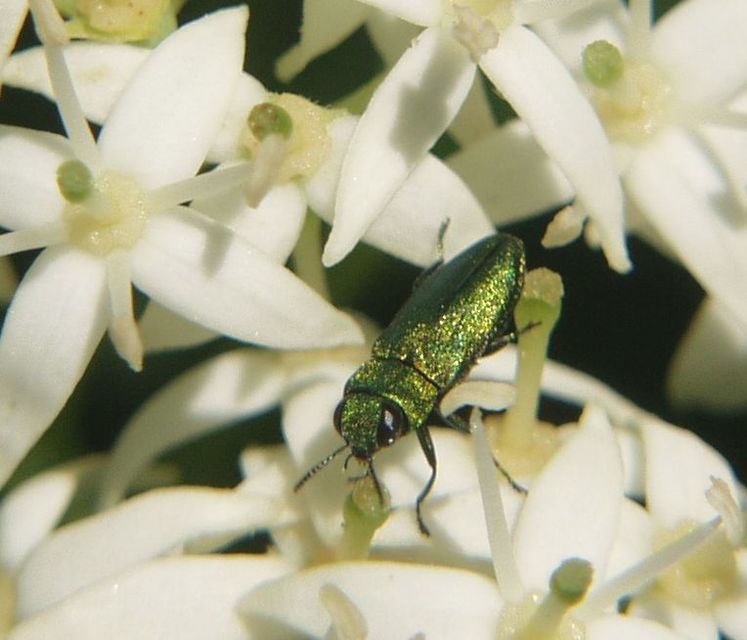 Anthaxia nitidula - ragyogó virágdíszbogár