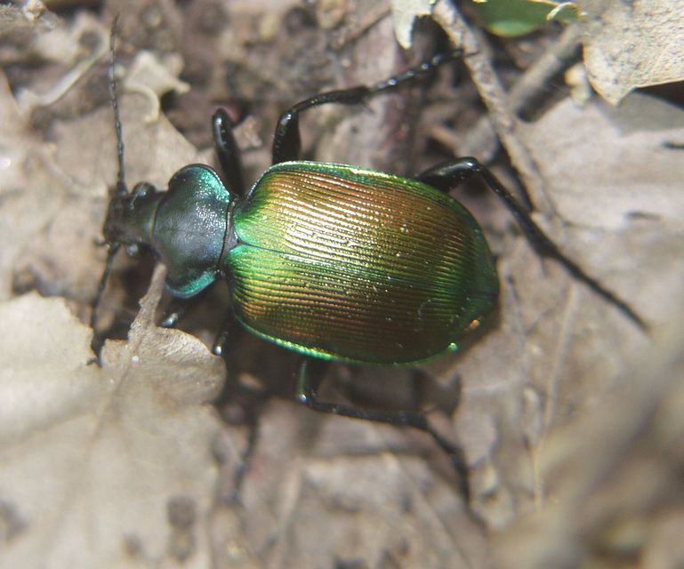 Calosoma sycophanta - aranyos bábrabló