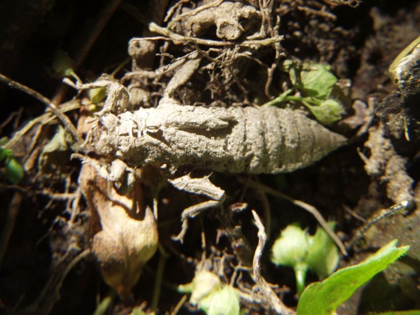 Gomphus vulgatissimus - feketelábú folyami-szitakötő