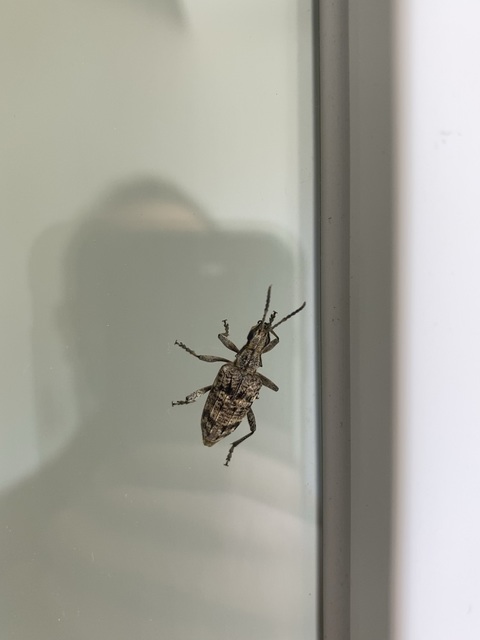 Rhagium inquisitor - fenyves-tövisescincér
