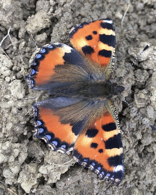 Nymphalis urticae - kis rókalepke