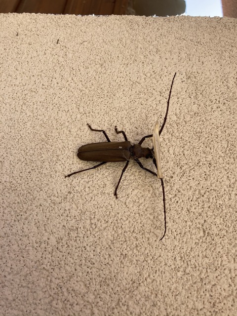 Aegosoma scabricorne - diófacincér