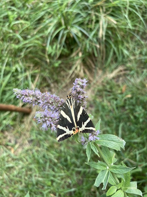 Euplagia quadripunctaria - csíkos medvelepke