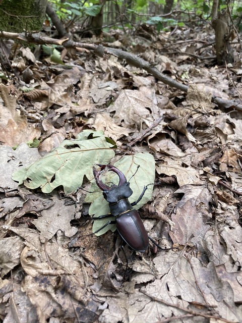Lucanus cervus - nagy szarvasbogár