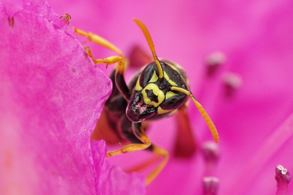 Hymenoptera - Hártyásszárnyúak