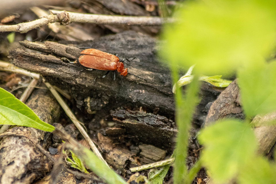 Pyrochroa serraticornis - közép-bíborbogár
