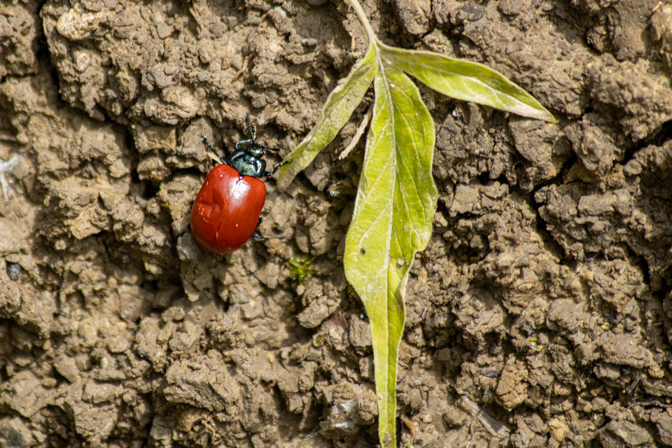 Chrysomela populi - nagy nyárlevelész Chrysomela populi - nagy nyárlevelész
