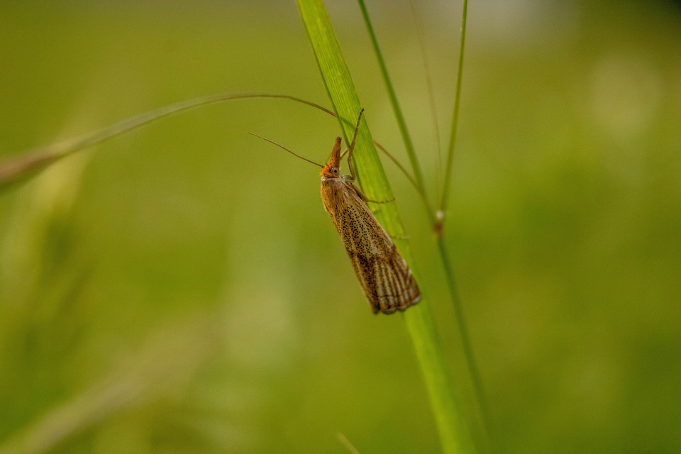 Thisanotia chrysonuchella - tavaszi fűgyökérmoly