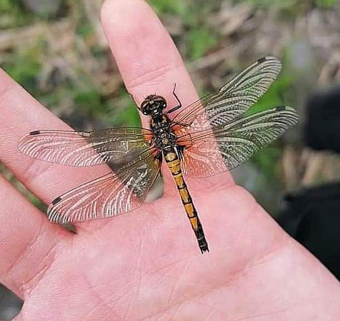 Leucorrhinia pectoralis - lápi álarcos-szitakötő