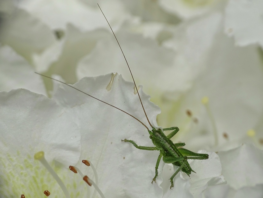 Tettigonia