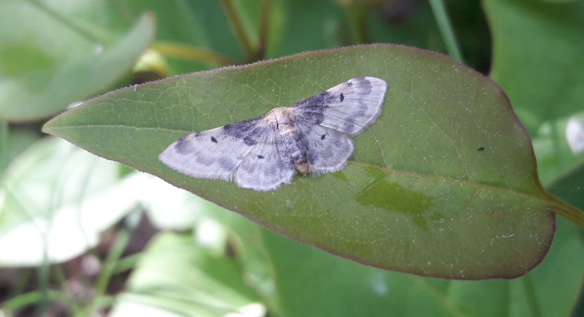 Idaea filicata - sötéttövű apróaraszoló