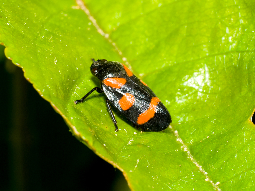 Cercopis