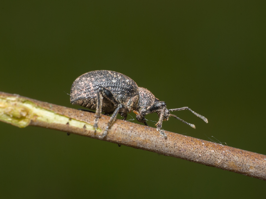 Otiorhynchus ligustici - vincellér-gyalogormányos