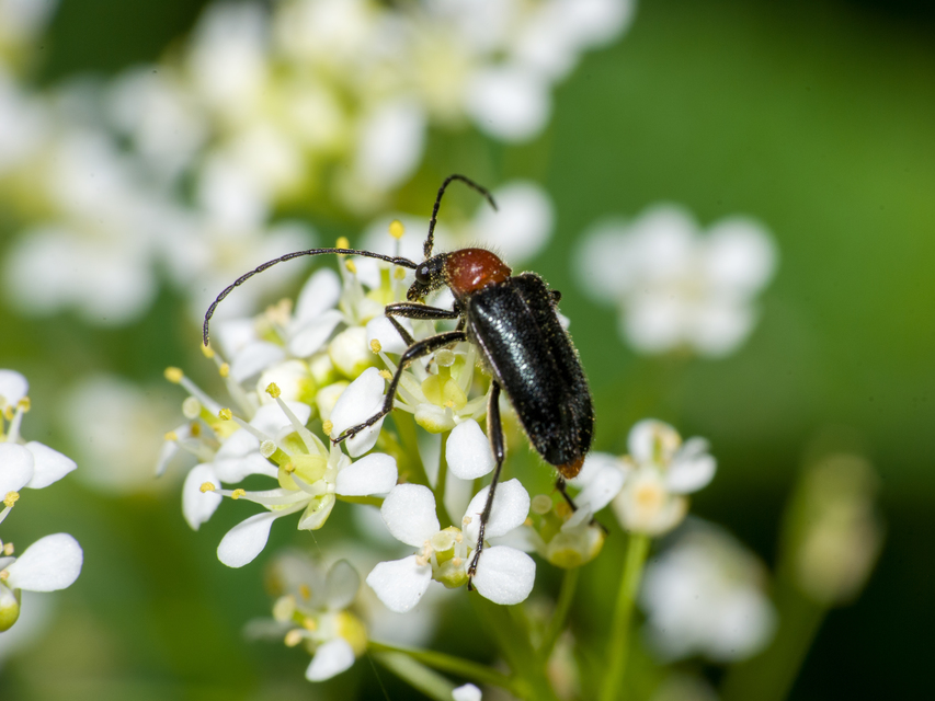 Dinoptera collaris - vörösnyakú virágcincér