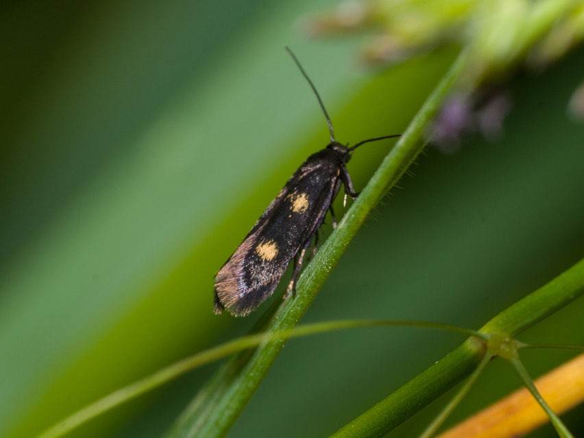 Parascythris muelleri - kétpettyes zöldmoly
