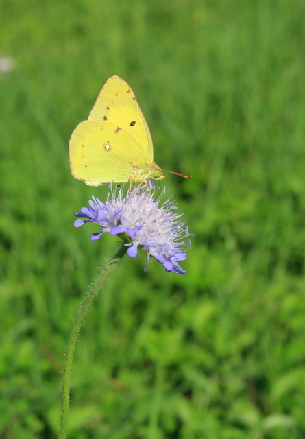 Colias erate - csángó-kéneslepke