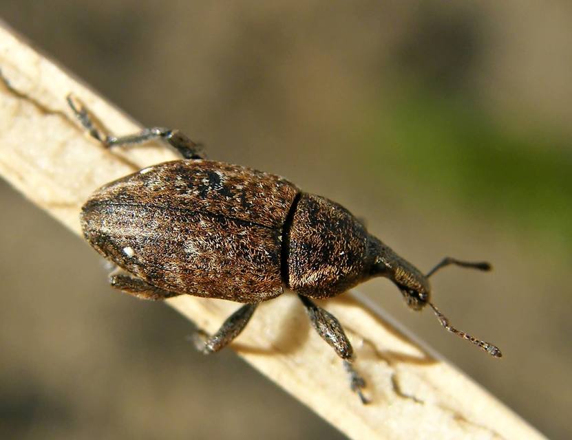 Lepyrus capucinus - pettyes fűzormányos