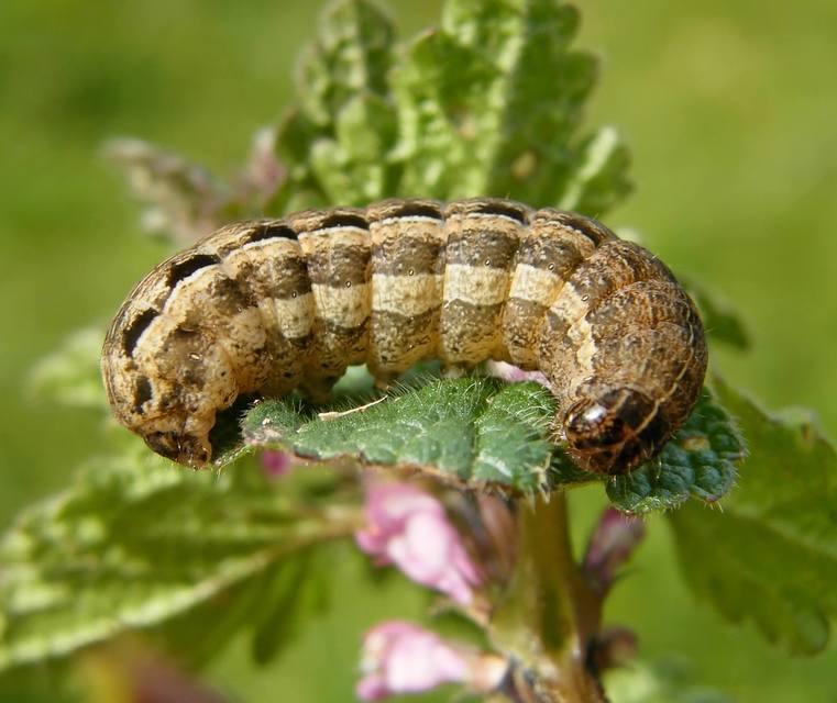 Noctuidae - bagolylepkék