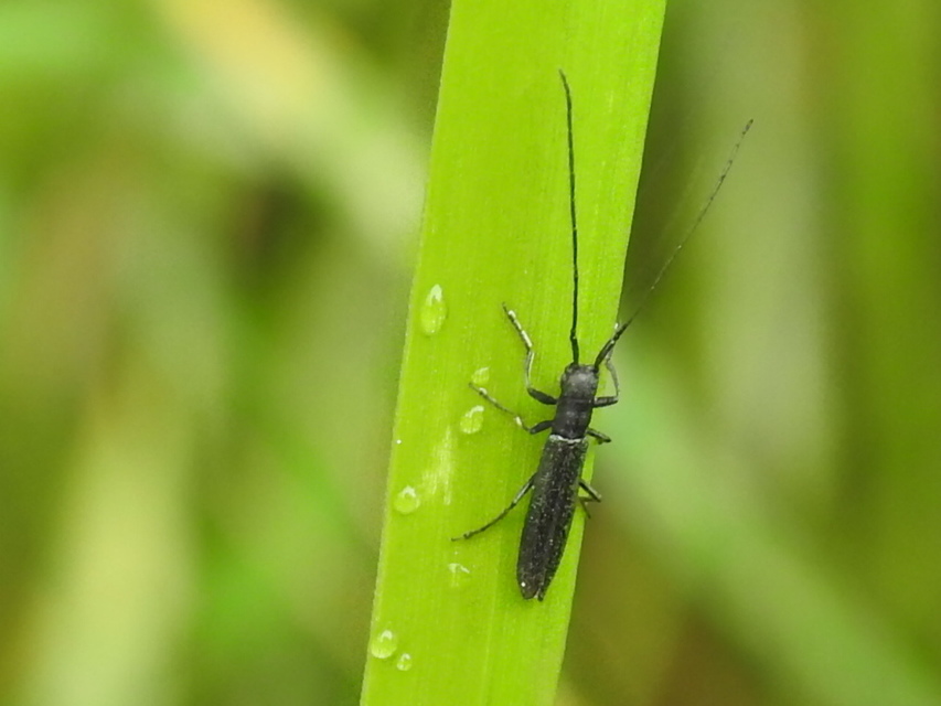 Theophilea subcylindricollis - hengeres szalmacincér