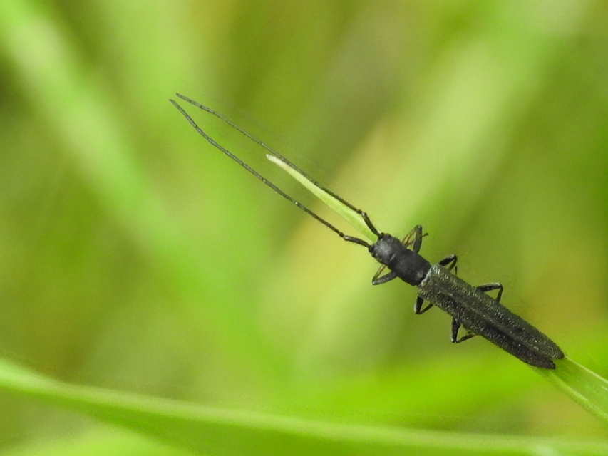 Theophilea subcylindricollis - hengeres szalmacincér