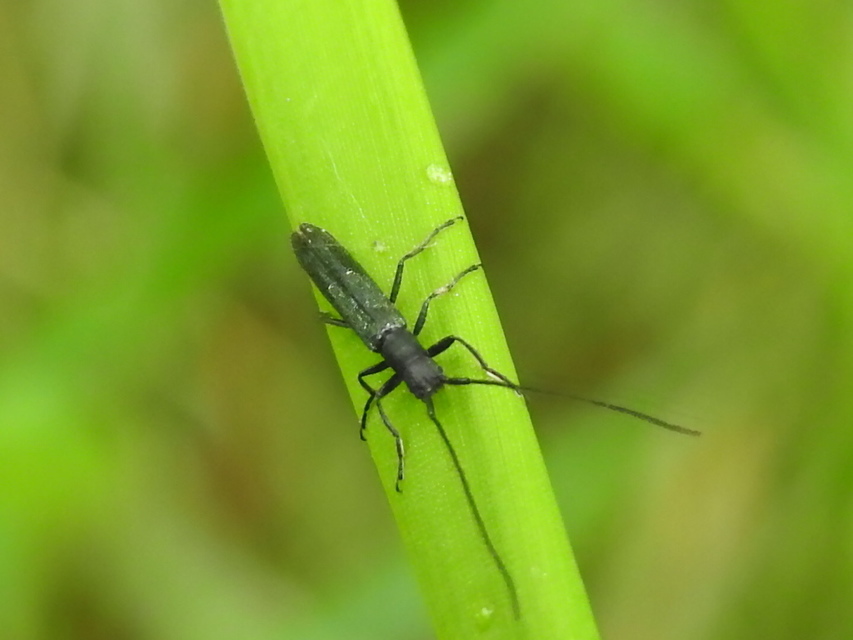 Theophilea subcylindricollis - hengeres szalmacincér