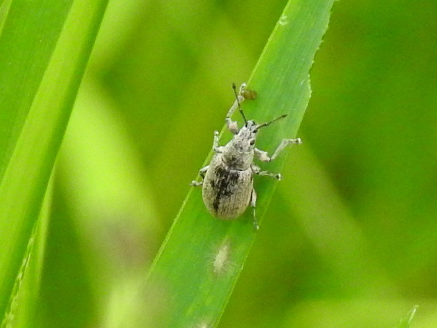 Phyllobius thalassinus - tömpeorrú levélormányos