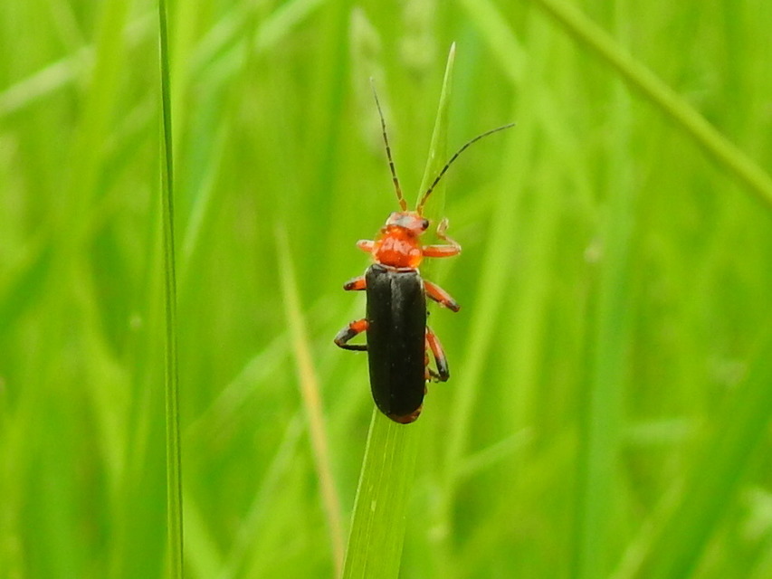Cantharis livida - mezei lágybogár