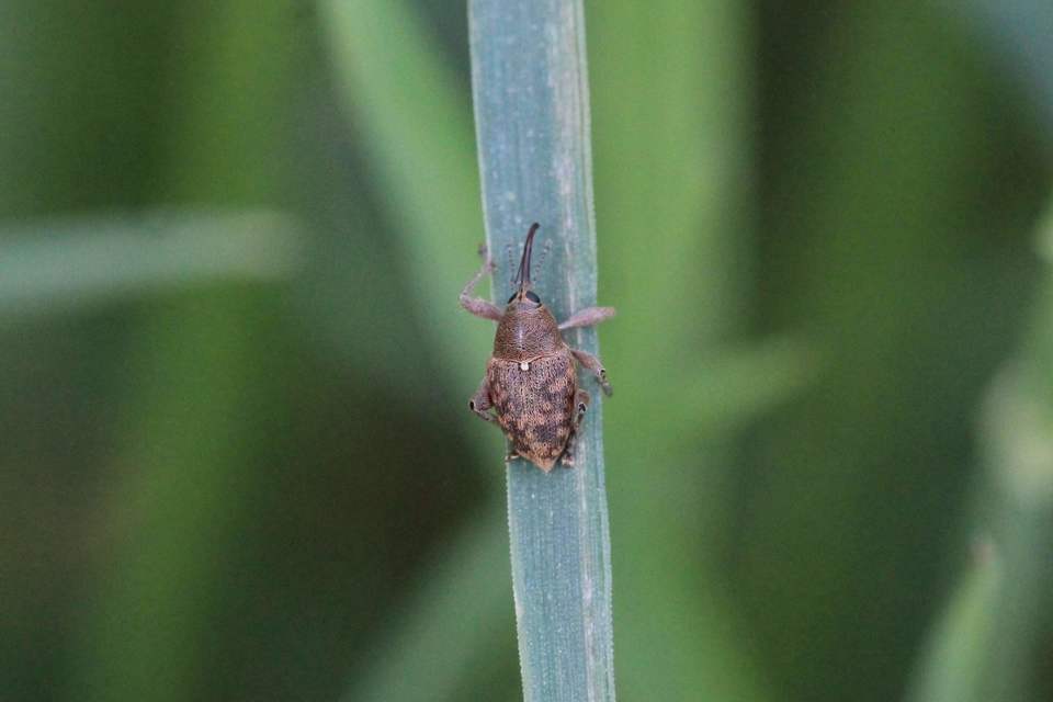 Curculio glandium - tölgymakkzsuzsóka