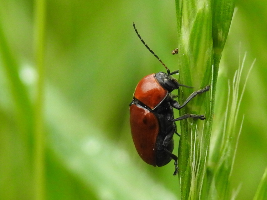 Cryptocephalus coryli - mogyoró-zömökbogár