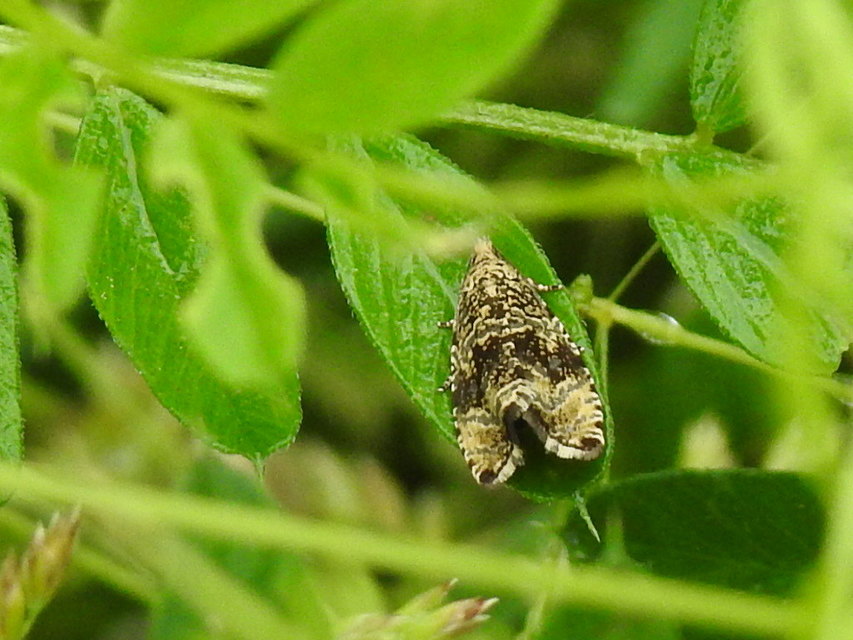 Celypha lacunana - vízparti tükrösmoly