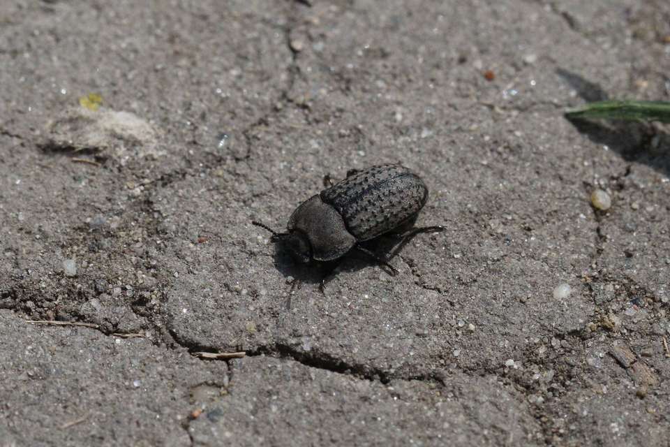 Opatrum sabulosum - sároshátú gyászbogár