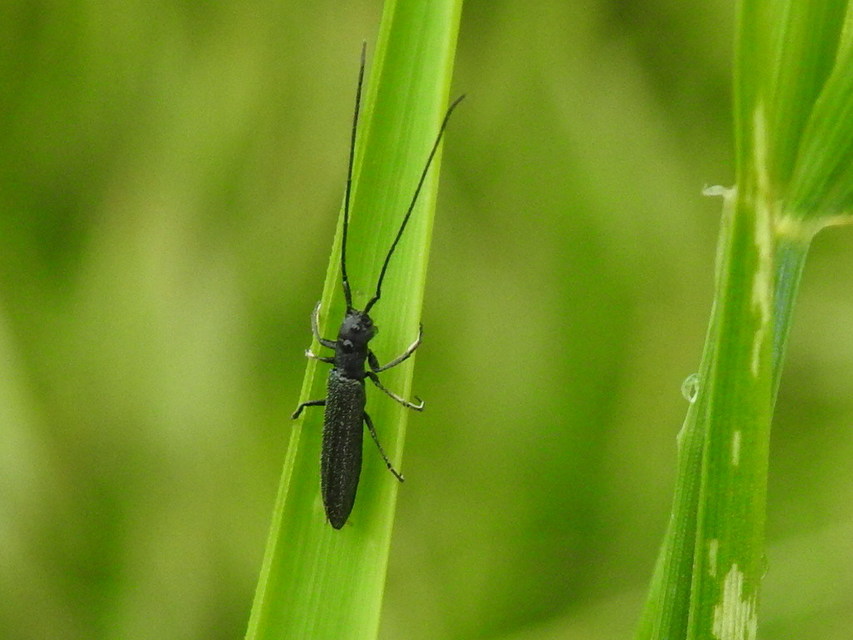 Theophilea subcylindricollis - hengeres szalmacincér