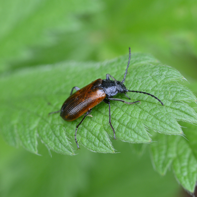 Omophlus Omophlus