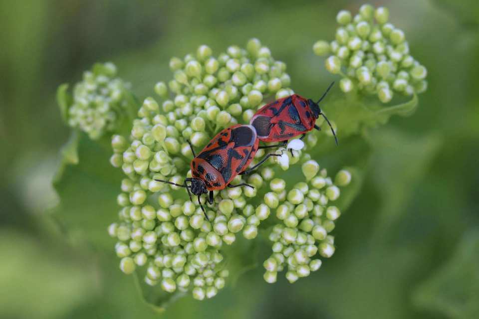 Eurydema ornata - díszespoloska