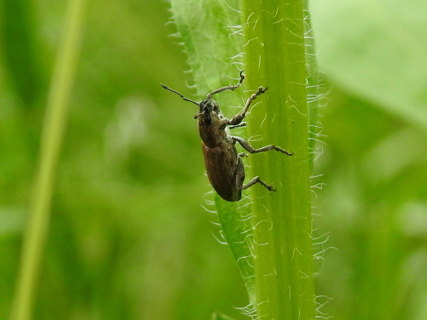 Tanymecus palliatus - közönséges hegyesfarúbarkó