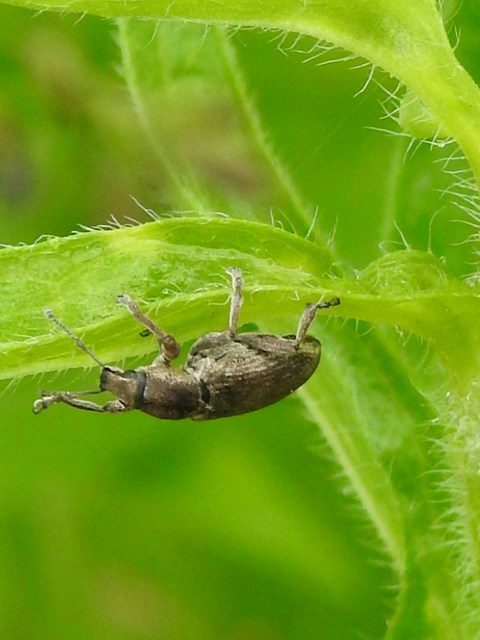 Tanymecus palliatus - közönséges hegyesfarúbarkó