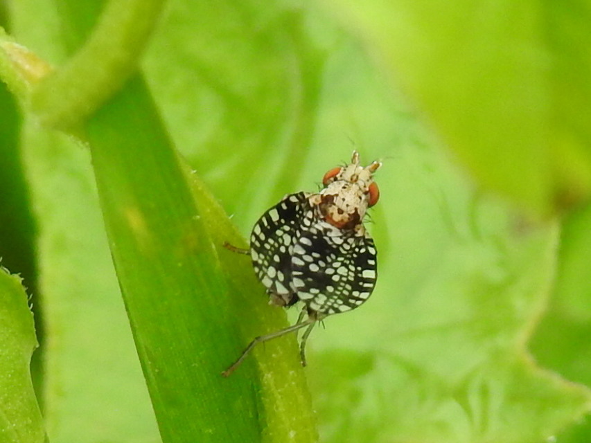 Trypetoptera punctulata - pirosszemű szarvaslégy