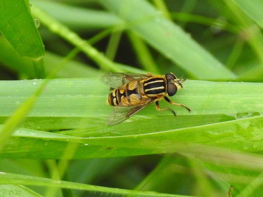 Helophilus pendulus - közönséges mocsárilégy