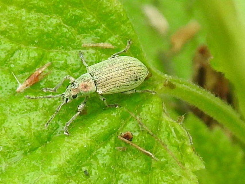 Phyllobius virideaeris - halványzöld levélormányos